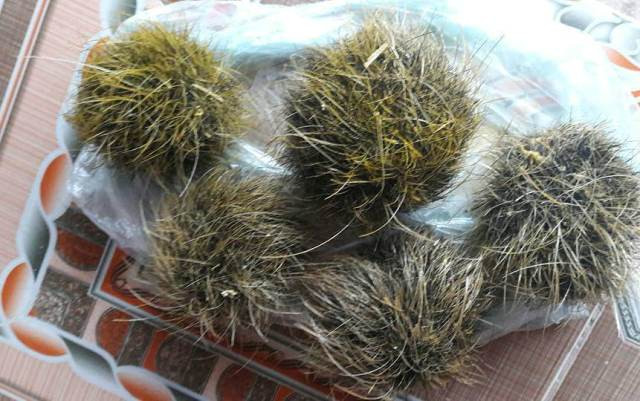  Vật thể lạ này thường xuất hiện ở lợn nái nuôi lâu năm, bởi lợn nái thường ăn tạp để nuôi con nên nó có thể nuốt luôn các loại lông, tóc vào trong dạ dày.