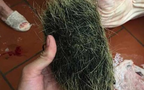 Lấy ra rửa sạch, vật này hình tròn như quả trứng, xung quanh đầy lông. Khi đưa lên ngửi có mùi thoang thoảng thơm như thuốc bắc, trọng lượng hơn 100 g.