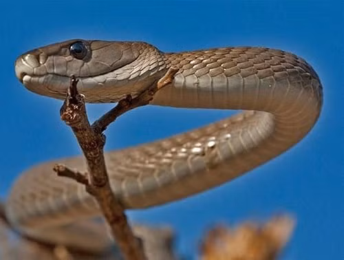  2. Rắn mamba đen: Loài rắn nguy hiểm nhất Châu Phi - rắn mamba đen - có thể giết chết một người chỉ với hai giọt nọc độc. Rắn mamba đen thực ra có màu nâu, dài trung bình khoảng 2,5m và có thể di chuyển với vận tốc 19km/h.