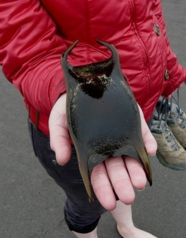 Một quả trứng với hình dạng bất thường, may mắn lắm mới được nhìn thấy trong đời.