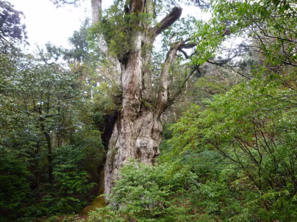 5. Jomon Sugi là cây lâu đời nhất và lớn nhất trong các cây bách Nhật Bản – hay còn gọi là cây sugi – được tìm thấy ở Yakushima.