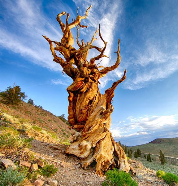 Với tuổi thọ khoảng 4850 năm, cây thông Bristleconeg là một trong những loài cây lâu đời nhất trên Trái đất.