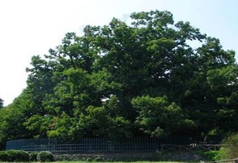 Cây này còn được ghi vào sách kỷ lục Guinness là cây có đường kính chu vi 58m, lớn nhất thế giới.