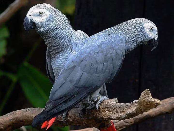  6. Vẹt xám Châu Phi: Được đánh giá là thông minh như một đứa trẻ năm tuổi, những con vẹt này không chỉ học cách nói của con người mà còn có thể nắm vững một lượng từ vựng lớn ấn tượng (lên đến hàng trăm từ). Ngoài ra, vẹt xám châu Phi hiểu được lý luận không gian, nhận biết và xác định các hình dạng và màu sắc, và thậm chí có thể được dạy về các mối quan hệ giữa lớn hơn và nhỏ hơn, khác nhau và giống nhau, hơn và dưới.