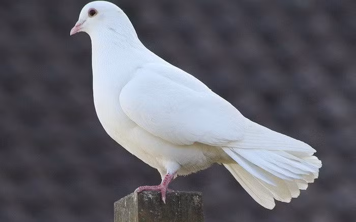  3. Bồ câu: Chim bồ câu đã được chứng minh là có thể nhận ra hình ảnh phản chiếu của chính mình. Loài vật này có khả năng nhận ra những người và địa điểm cụ thể trong nhiều tháng và thậm chí nhiều năm. Chính vì khả năng nhớ dai và định vị siêu hạng, bồ câu được sử dụng trong nhiều thế kỷ để mang thông điệp đi những khoảng cách xa. Bên cạnh đó, chim bồ câu có thể nhận dạng tất cả các chữ cái trong bảng chữ cái tiếng Anh.