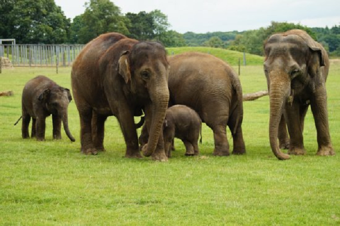  7. Voi: Một con voi có khả năng bắt chước nhiều loại âm thanh và có thể sử dụng nhiều công cụ trong rừng để săn lùng thức ăn. Chúng cũng là một trong số rất ít loài động vật thực hiện những hành vi vị tha. Những con voi sẽ hy sinh bản thân nếu chúng tin rằng điều đó sẽ cho phép những người còn lại trong đàn hoặc con cái của chúng trốn thoát đến nơi an toàn.