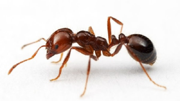  10. Kiến: Mặc dù kiến là thành viên nhỏ nhất của vương quốc động vật và không có bộ não lớn, chúng lại rất thông minh. Kiến có hệ thống thông tin liên lạc và xã hội phức tạp. Kiến tạo nơi ở hàng ngàn dặm và chia thành nhiều phần khác nhau như tập trung và thu thập thức ăn. Mặc dù không thể nói, nhưng chúng đủ thông minh để làm được nhiều thứ khác.