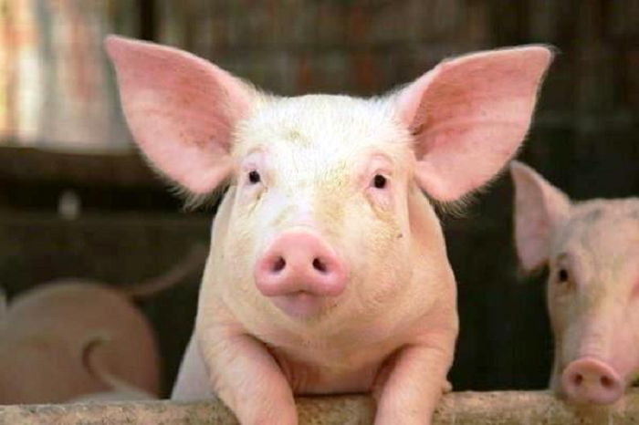  5. Lợn: Mặc dù hay bị người đời nghĩ là một con vật ngu ngốc nhưng thực tế lợn là một trong những loài động vật thông minh và có tính xã hội nhất trên thế giới. Chúng có thể hiểu khái niệm phản xạ chỉ khi mới sáu tuần tuổi; đó là điều mà con người phải mất vài tháng mới có thể hiểu hết được. Các nhà nghiên cứu đã phát hiện lợn nuôi trong nhà có thể sử dụng gương để tìm kiếm thức ăn và đánh lừa những con lợn khác để tranh thủ ngốn nhiều thức ăn hơn.