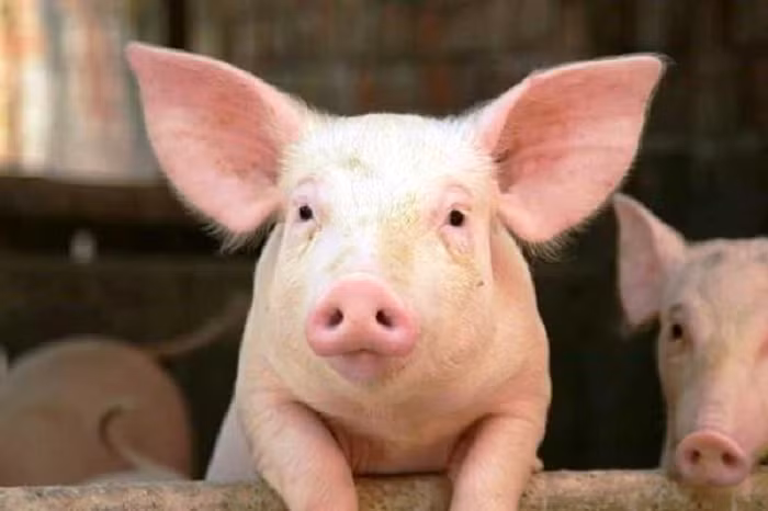  5. Lợn: Mặc dù hay bị người đời nghĩ là một con vật ngu ngốc nhưng thực tế lợn là một trong những loài động vật thông minh và có tính xã hội nhất trên thế giới. Chúng có thể hiểu khái niệm phản xạ chỉ khi mới sáu tuần tuổi; đó là điều mà con người phải mất vài tháng mới có thể hiểu hết được. Các nhà nghiên cứu đã phát hiện lợn nuôi trong nhà có thể sử dụng gương để tìm kiếm thức ăn và đánh lừa những con lợn khác để tranh thủ ngốn nhiều thức ăn hơn.