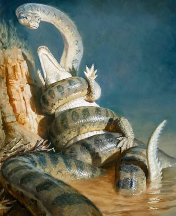 Tuy nhiên nó không ăn thường xuyên. Những con cá sấu của rừng mưa Cerrejon cổ đã từng là món ăn chính của Titanoboa, sau khi ăn, con rắn sẽ không phải cho ăn cả năm.