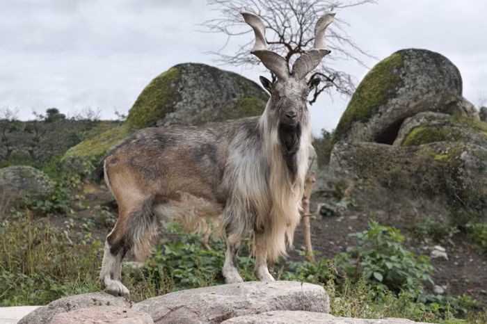 Cứ ngỡ là một linh vật trong thần thoại Hy Lạp nhưng đây thực chất là loài dê hoang dã lớn có tên Markhor, là động vật quốc gia của Pakistan.
