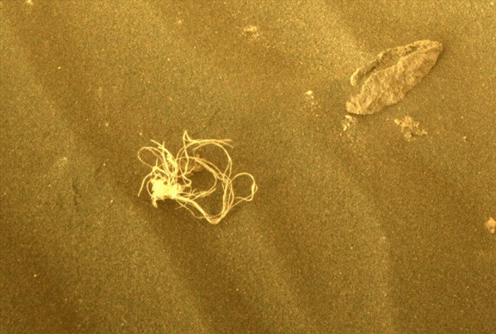  1. Mỳ spaghetti trên sao Hỏa: Mới đây, bức hình kỳ lạ trên sao Hỏa được tàu thám hiểm Perseverance của NASA chụp lại cho thấy một vật thể trông hơi giống mì spaghetti. Theo một nhà khoa học của NASA, lời giải thích khả dĩ nhất cho vật thể này là nó thuộc về thiết bị hạ cánh còn sót lại của Percy.