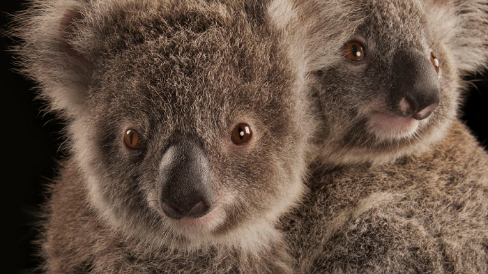 Được tìm thấy duy nhất tại Australia, loài động vật này dành hầu hết thời gian trong cuộc đời mình trên các cây bạch đàn, và chúng dường như rất ít khi di chuyển khỏi “tổ ấm” này của mình.