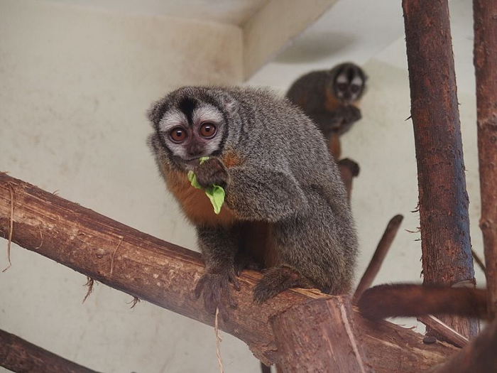 Loài khỉ cú này sống chủ yếu tại những khu rừng nhiệt đới ở Trung và Nam Mỹ, chúng sở hữu những đôi mắt to màu nâu giúp chúng có thể dễ dàng tìm kiếm thức ăn vào ban đêm.