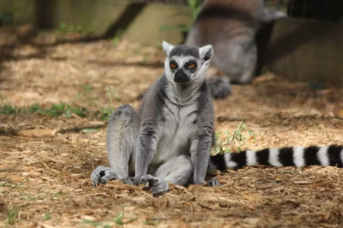  4. Lemur còn được gọi với một cái tên khác là vượn cáo đuôi vòng. Hiện nay, trên thế giới còn khoảng 100 loài còn tồn tại. 