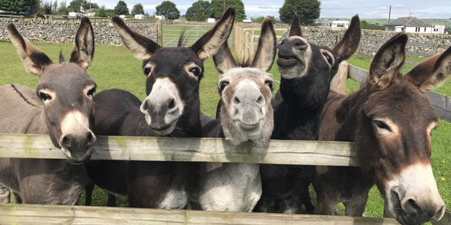 Kham pha bi mat ve thuan hoa loai lua trong qua khu-Hinh-5