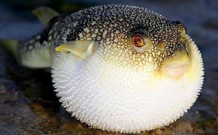  10. Cá nóc: Cá nóc được đánh giá là loài có độc tố đứng thứ 2 chỉ sau loài ếch độc phi tiêu vàng. Cá nóc độc có trong nội tạng, da, cơ bụng, túi tinh và đặc biệt là trong trứng cá. Khi bị đe dọa, cơ thể chúng sẽ phồng lên. Chất độc trong cá nóc không bị phá hủy ở nhiệt độ sôi hay các phương pháp chế biến thực phẩm khác như làm khô. Đây là một chất độc thần kinh rất mạnh có thể gây ra tình trạng liệt cơ, suy hô hấp thậm chí là tử vong nếu không được cứu chữa kịp thời.