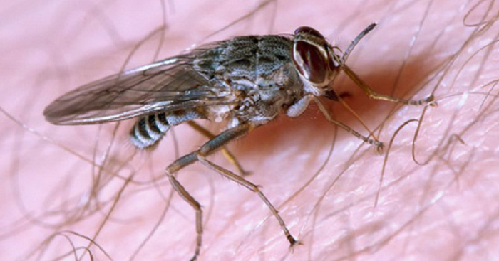  7. Ruồi xê xê: Là một loài côn trùng hút máu và truyền bệnh nguy hiểm nhất thế giới, ruồi ngủ xê xê Châu Phi mang kí sinh trùng chứa mầm bệnh gây bệnh ngủ ở người và bệnh nagana ở vật. Bệnh nhân dễ rơi vào trạng thái hôn mê sâu và điều này sẽ sớm dẫn đến cái chết.