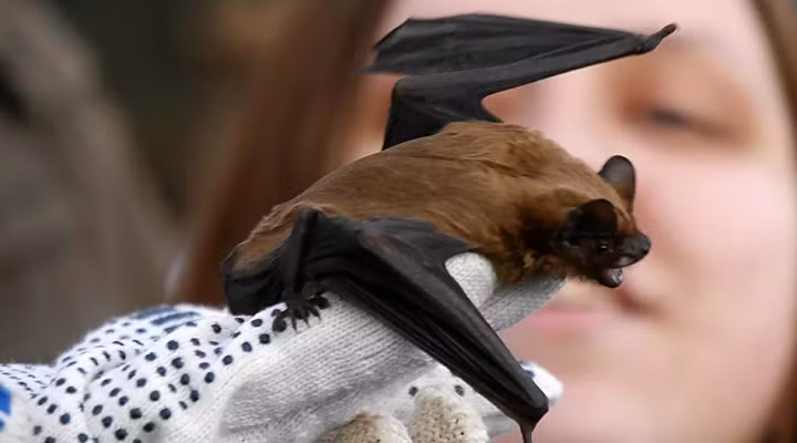 Sự thật là việc sử dụng động vật để tiên đoán tương lai đã có từ lâu trong lịch sử.