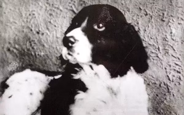 Chú chó Jim tại Louisiana, Mỹ, thì được đặt tên là "Siêu khuyển" khi làm đúng theo các chỉ dẫn thậm chí bằng tiếng nước ngoài, ký hiệu viết tắt và cả mã Morse. Nó còn đoán đúng kết quả của các trận thi đấu bóng chày thế giới và giới tính của những em bé chưa sinh.