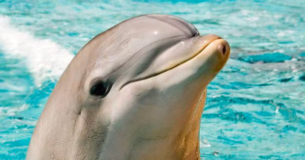 Những con vật khác kém thành công hơn trong việc dự đoán tương lai.