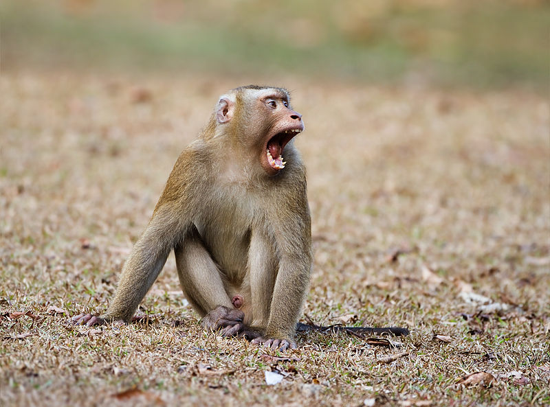 Khỉ đuôi lợn còn có tên gọi Macaca leonina (bộ linh trưởng), là một trong những loài lớn nhất trong họ nhà khỉ; thường sống ở Việt Nam, Myanmar, Thái Lan, Trung Quốc, Campuchia... 