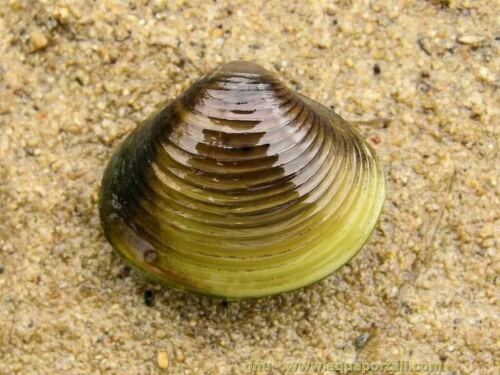 Kể từ đó tới nay, loài nhuyễn thể này đã hiện diện trên khắp nước Mỹ.