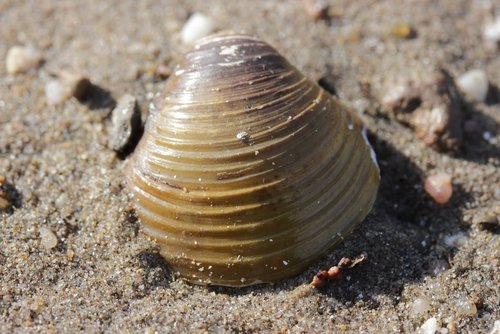 Theo Bộ nông nghiệp nước này, hến Corbicula được phát hiện ở bang Washington vào thời điểm đó. Nhiều khả năng, chúng tới đây theo con đường nhập khẩu thực phẩm. 