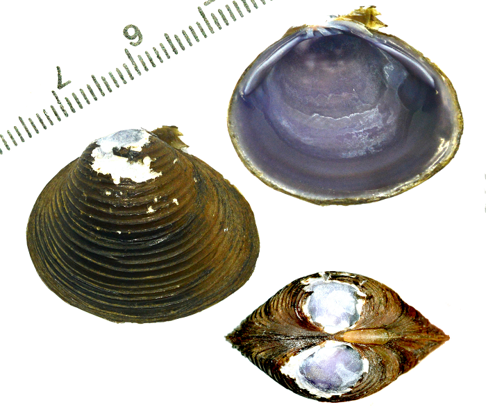 Các chuyên gia còn bổ sung, hến Corbicula có nguồn gốc từ châu Á, châu Phi hoặc Australia. Chúng được nhìn thấy tại Mỹ lần đầu tiên vào khoảng những năm 1930. 