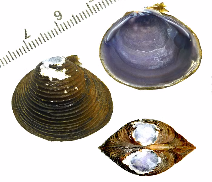 Các chuyên gia còn bổ sung, hến Corbicula có nguồn gốc từ châu Á, châu Phi hoặc Australia. Chúng được nhìn thấy tại Mỹ lần đầu tiên vào khoảng những năm 1930. 