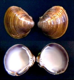 Loài nhuyễn thể này còn gọi là hến vàng hoặc hến châu Á là một loài hến nước ngọt, động vật thân mềm hai mảnh vỏ thủy sinh.