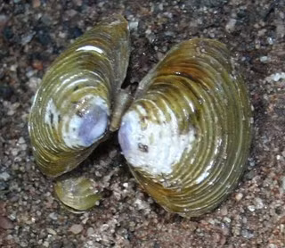 Loài này thường có vỏ ngoài màu vàng xanh lẫn đốm trắng, còn vỏ bên trong màu tím.