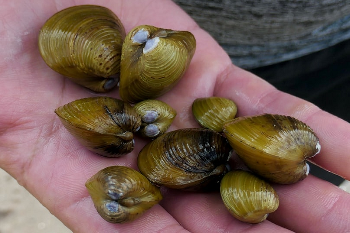 Chúng có thể sống ở bùn hoặc cát, ven theo hồ, sông hay suối. 