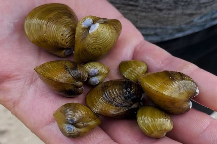 Chúng có thể sống ở bùn hoặc cát, ven theo hồ, sông hay suối. 