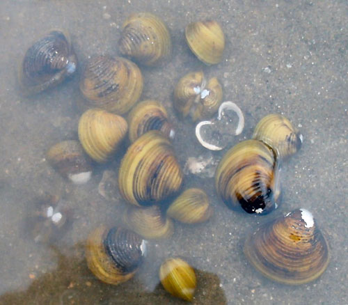 Chúng sinh sản với số lượng lớn, dẫn tới nhiều vấn đề như gây tắc nghẽn đường ống và đường dẫn nước. 