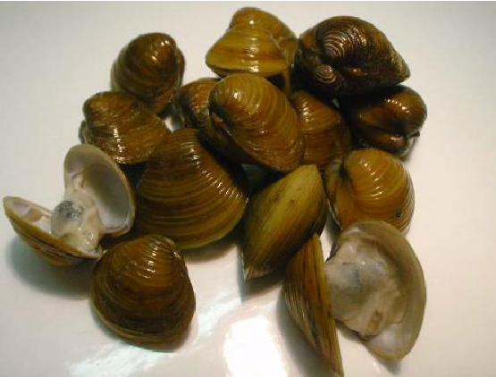 Chúng ăn chủ yếu vào thực vật phù du (tảo), mà chúng lọc từ đáy cát hoặc bùn suối, hồ, kênh mương.