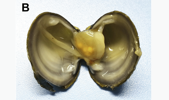 Theo các chuyên gia của cơ quan lưu trữ bang Maryland, con hến ở bờ sông Winters Run thuộc loài Corbicula.