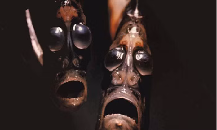 4. Cá rìu: Là sinh vật có ngoại hình kỳ dị bậc nhất dưới đáy đại dương, cá rìu có đôi mắt to, khuôn mặt như đang mếu. Với thân hình mỏng và có phần mình sắc nhọn có khả năng sát thương cao nên chúng được đặt tên như một lưỡi rìu. Chiều dài của cá rìu nằm trong khoảng 2,4 -12 cm, tuy nhỏ nhưng chúng có sức tấn công đối phương rất lớn.