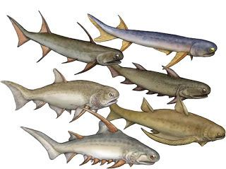 Xương của nó cũng cho thấy bằng chứng về quá trình tái hấp thu và tái tạo xương chỉ bắt đầu phát triển ở cả xương và các loài sau này bao gồm con người, không tồn tại ở các loài cá sụn trước đó.