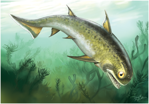 Acanthodian là nhóm cá có hàm lâu đời nhất từng được ghi nhận và là tổ tiên chung của nhiều loài - bao gồm những con cá mập hiện đại có hình thái khá giống nó, cùng vô số động vật có hàm khác bao gồm con người chúng ta, theo nhóm tác giả đến từ Học viện Khoa học Trung Quốc, Đại học Sư phạm Khúc Tĩnh - Trung Quốc và Đại học Brimingham - Anh.