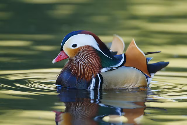 1. Chim Uyên ương: Đây là một loài chim biết bơi thuộc họ vịt, là loài vịt lưỡng hình giới tính, có nghĩa là con đực và con cái trông không giống nhau. Vịt trống được gọi là con Uyên, có lông sọc sáng, sặc sỡ. Còn vịt mái hay con Ương có màu nâu sẫm, kém sắc hơn với những đốm trắng. 