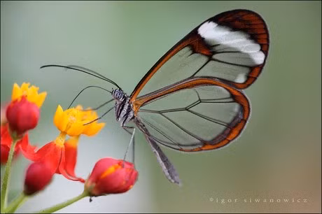 Đôi cánh hoàn toàn trong suốt, ngoại trừ một cạnh màu nâu với một sọc trắng. Điều này làm cho những con bướm này có thể thay đổi màu sắc theo môi trường. 