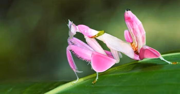  6. Bọ ngựa phong lan: Quá trình tiến hóa của bọ ngựa ở Đông Nam Á khiến những con bọ ngựa cái có màu hồng giống những bông hoa lan xinh đẹp.