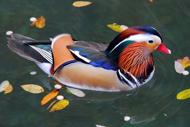 Vì đặc tính chỉ có duy nhất một bạn đời, lúc nào cũng có đôi nên loài chim này được gọi là chim Uyên Ương. Do đó mà trong văn hóa Trung Hoa, nó được biểu trưng cho tình yêu đẹp của đôi lứa. 