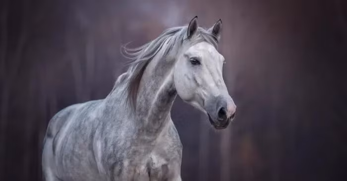  4. Ngựa Ả Rập: Là một trong những loài động vật đẹp nhất hành tinh, ngựa Ả Rập đã được lai tạo để mang những nét nổi bật nhất.