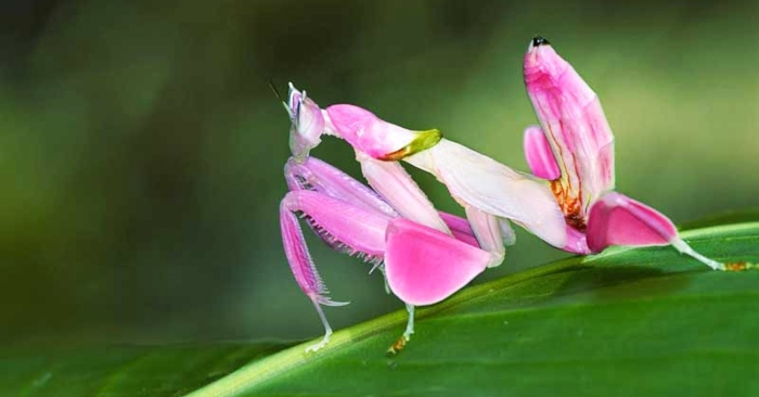  6. Bọ ngựa phong lan: Quá trình tiến hóa của bọ ngựa ở Đông Nam Á khiến những con bọ ngựa cái có màu hồng giống những bông hoa lan xinh đẹp.