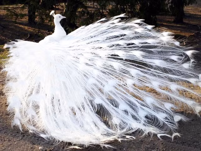  3. Công bạch tạng: Những chú chim loại thường với màu xanh thuần túy đã thực sự rất xinh đẹp rồi. Tuy nhiên, vẻ đẹp của những chú công bạch tạng lại còn hút mắt hơn nhiều. 