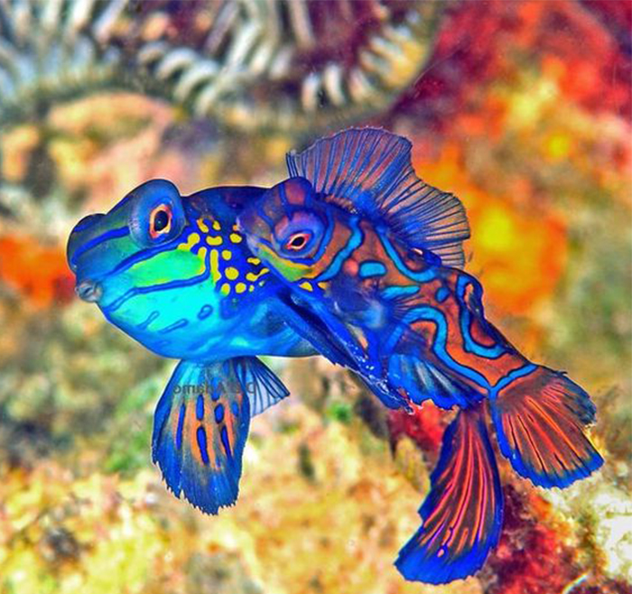  4. Cá trạng nguyên : Điểm nổi bật của loài cá này là màu sắc sặc sỡ đặc biệt là màu xanh dương. Hầu hết các loài động vật có màu xanh lam không tự nhiên tạo ra sắc tố của riêng chúng mà dựa vào ảo ảnh quang học sử dụng ánh sáng. 