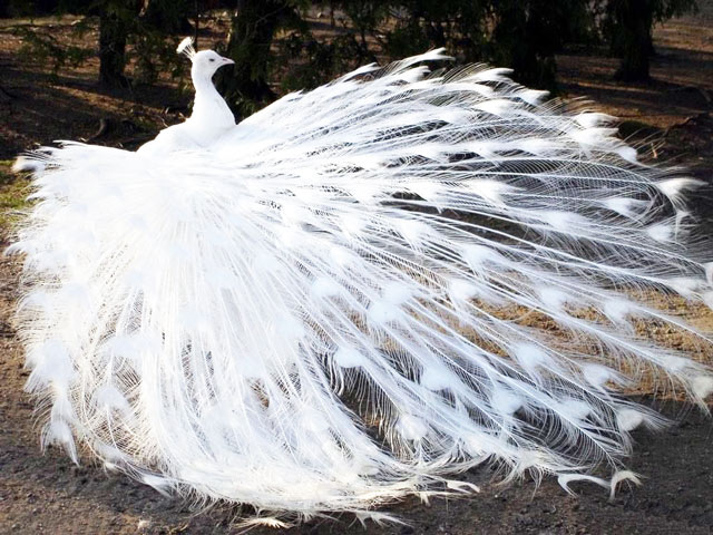  3. Công bạch tạng: Những chú chim loại thường với màu xanh thuần túy đã thực sự rất xinh đẹp rồi. Tuy nhiên, vẻ đẹp của những chú công bạch tạng lại còn hút mắt hơn nhiều. 