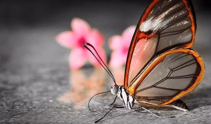  5. Bướm thủy tinh: Bướm thủy tinh là một trong những loài bướm kỳ lạ và đặc biệt nhất trên thế giới. Loài bướm có cánh thủy tinh lọt vào danh sách này nhờ vào kết cấu của đôi cánh. 